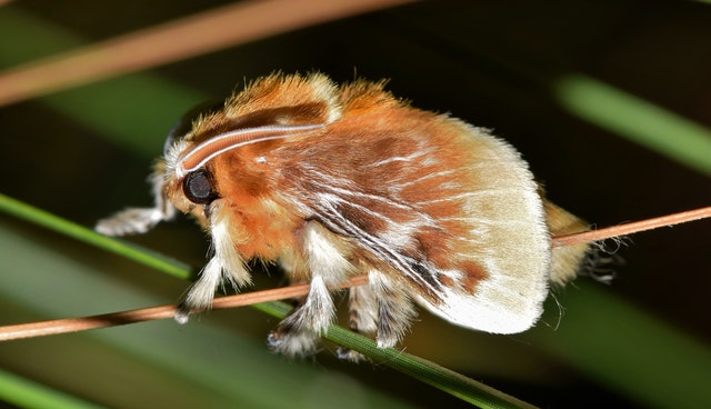 Ned Marcus—research when writing fantasy. Here's an image of a brown tussock moth.