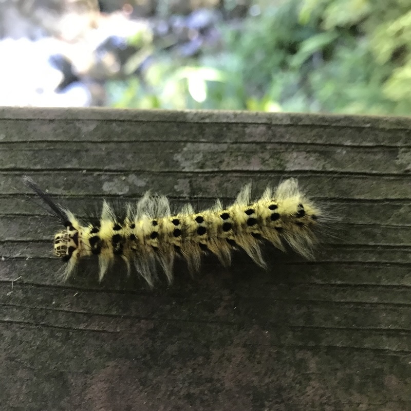A hairy yellow caterpillar