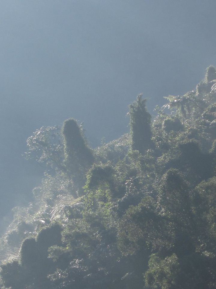 Strange trees in Shiding. Ned Marcus.