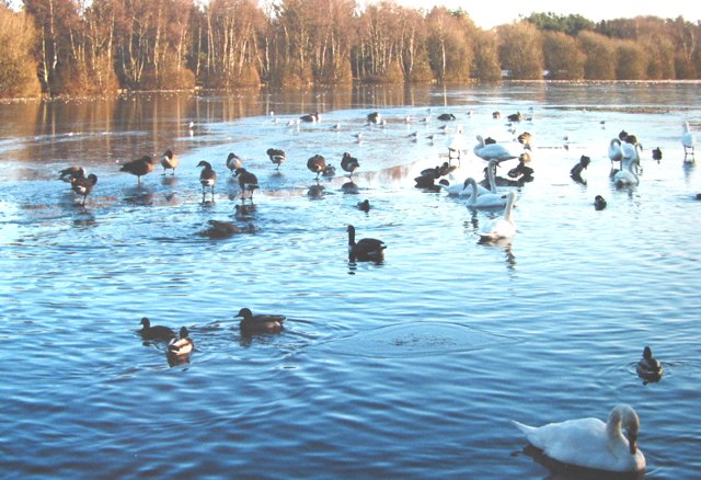 Birds on Shakerley Mere by Pauline Eccles